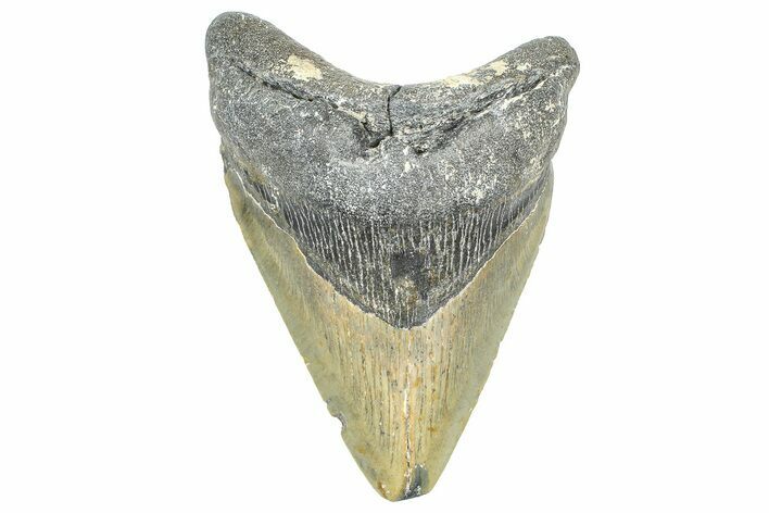 Fossil Megalodon Tooth - North Carolina #363721